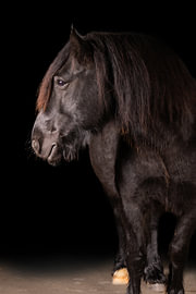 A black pony with a long mane, seen in profile against a dark background by Laura Georgi Tier- und Ladschaftsfotografie