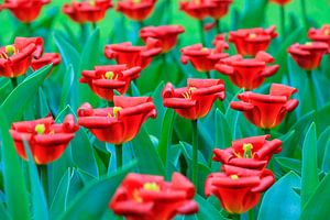 Gekrulde rode tulpen von Dennis van de Water