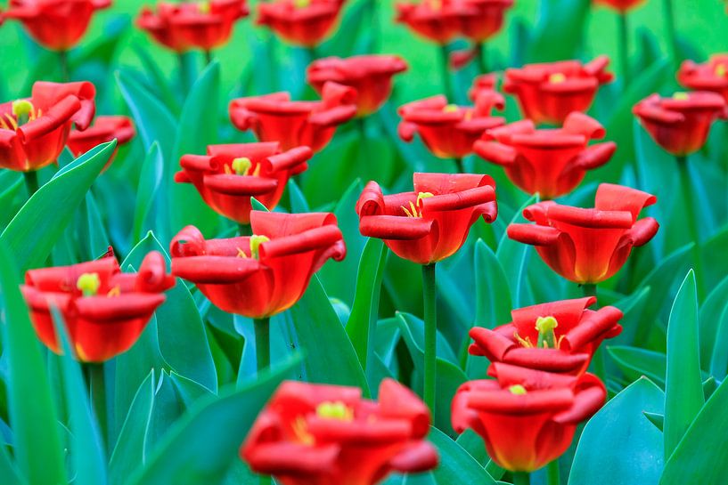 Gekrulde rode tulpen by Dennis van de Water