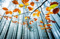 Herfst!