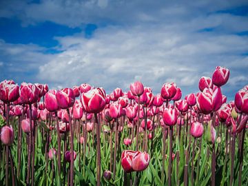 Paarse Tulpen van Martijn Tilroe