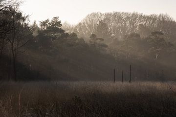 Beautiful sun harps!