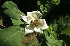 Großblättrige Magnolie