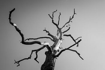 Der Ruhm in der Unbeständigkeit