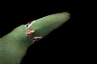Foto van een geinige Groene Vogel