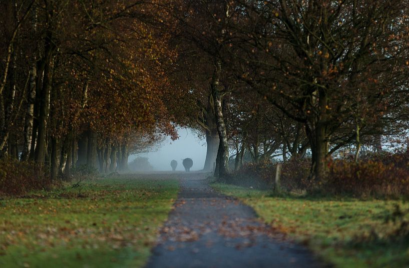 Hooglanders in ochtendnevel van de Maashorst van Hans Koster