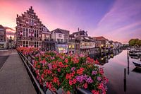 In the Blowen Hoet at dusk - Goringhem