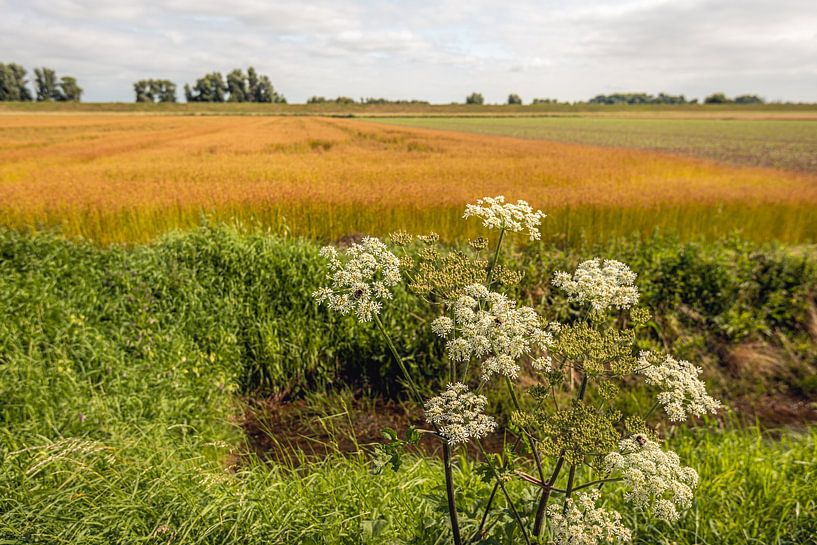 Cow parsley in bloom and out of bloom from close by by Ruud Morijn
