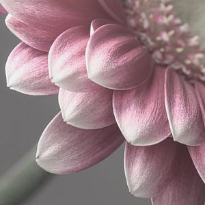 Ein Quadrat mit Blume
