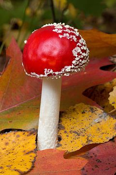 Close-up van een heldere en glanzende rode Amanita Muscaria paddenstoel van W J Kok