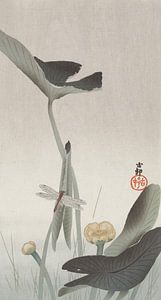 Dragonfly en Lotus, Ohara Koson