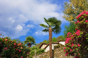 Ticino Spring by Gisela Scheffbuch