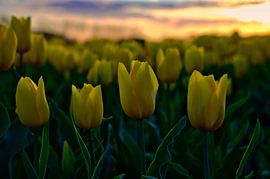 champ de tulipes jaunes colorées qui attire le regard
