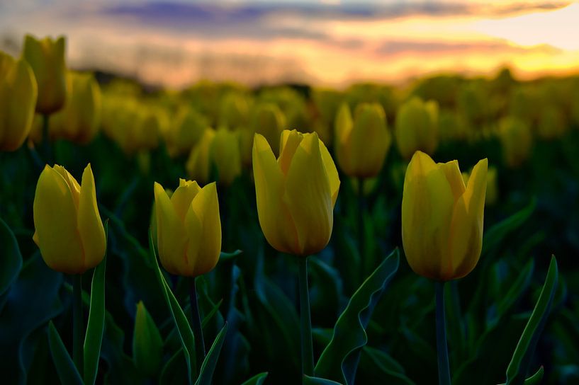eye-catcher, field of colourful yellow tulips by Miny'S