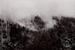 Donker landschap van een dennenbos in de mist van MadameRuiz