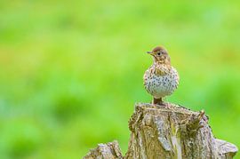 Grive musicienne sur Jurgen van Hest