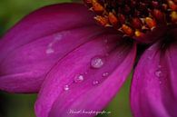 flower 3 by Edwin Hoek thumbnail