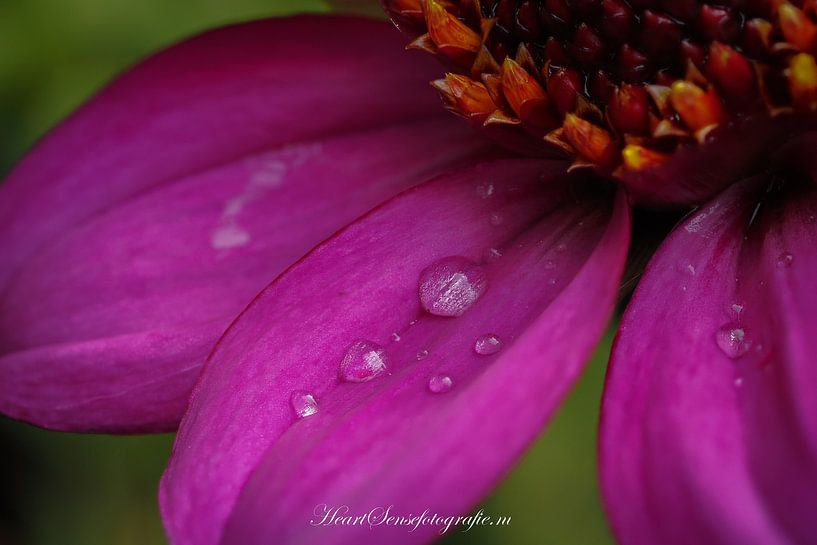 flower 3 by Edwin Hoek