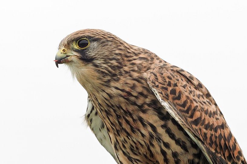 Oiseaux de proie : le faucon crécerellette par Loek Lobel