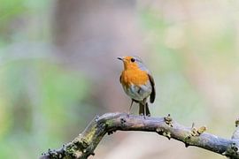 Robin by Merijn Loch