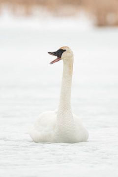 Trumpeter Swan ( Cygnus buccinator ) in winter, sitting on the ice of a frozen river, calling, trump van wunderbare Erde