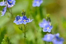 Gamander-Ehrenpreis Blüten von Karin Jähne