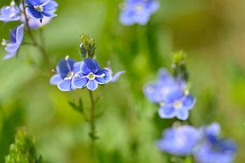 Gamander-Ehrenpreis Blüten