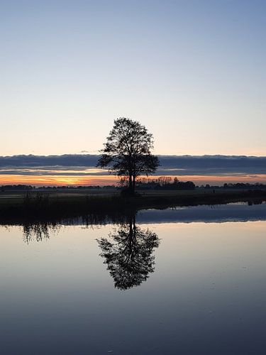 Arbre réfléchissant