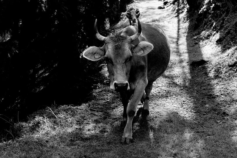 Swiss cow by Linda Metten