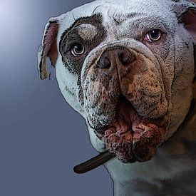 bulldog von Jan van den Heuij
