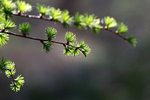Des branches à la lumière du soleil