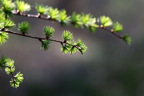 Zweige im Sonnenlicht