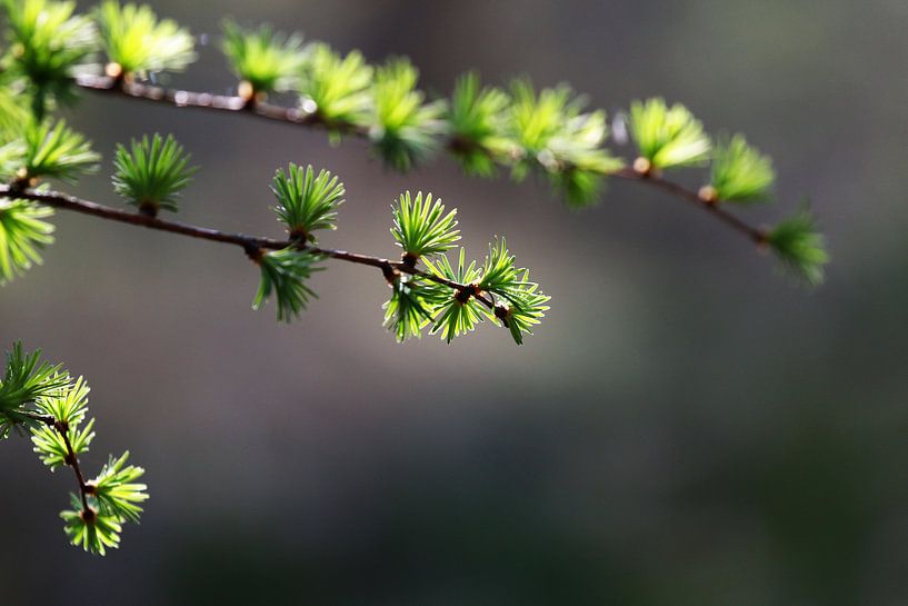 Branches in the sun light by Karin Bazuin