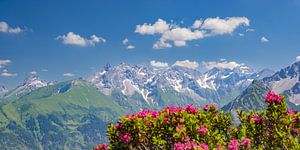 Alpenrosen im Allgäu