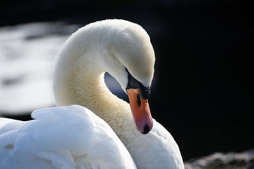 hoofdportret van een prachtige stomme zwaan (Cygnus olor) kopieerruimte, geselecteerde focus