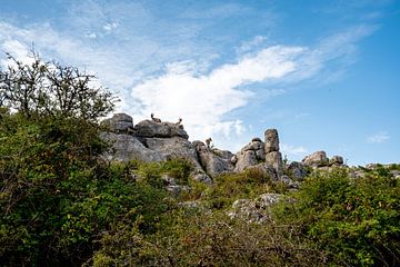 Iberische steenbokken in het unieke landschap van El Torcal van Joke Van Eeghem