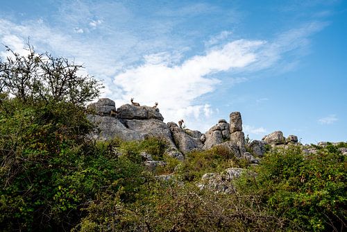 Iberian ibexes in the unique landscape of El Torcal by Joke Van Eeghem