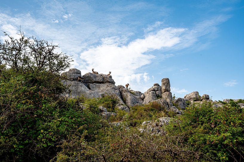 Iberische Steinböcke in der einzigartigen Landschaft von El Torcal von Joke Van Eeghem
