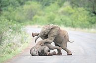 Playing Elephants 3 by Inez Allin-Widow thumbnail