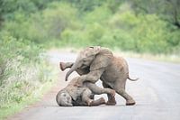 Playing Elephants 3