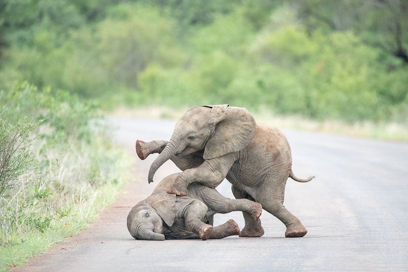 Playing Elephants 3 by Inez Allin-Widow