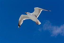 Meeuw in vlucht by Paul Teixeira