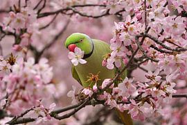 Halsbandparkiet in roze bloesem van Vincent Verkuil
