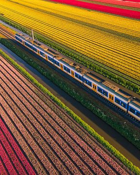 Zug durch farbenfrohe Tulpenfelder im Frühling von Ewold Kooistra