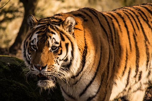 Tijger von Marko de Jong