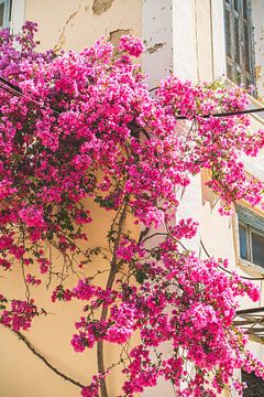 Roze Bloemen op Muur van Patrycja Polechonska