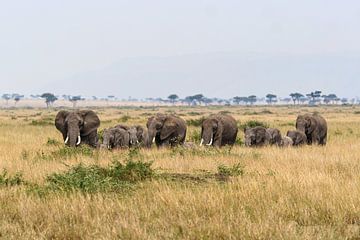 Olifanten in de Masai Mara van Roland Brack