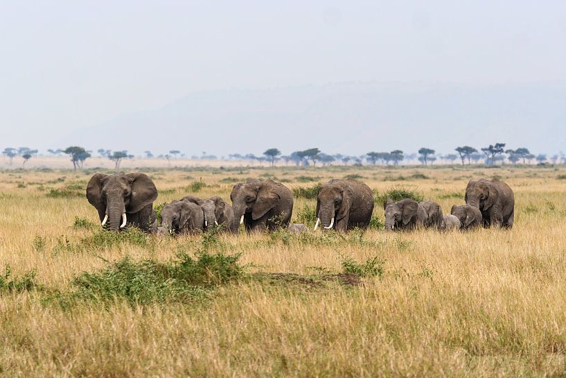 Elefanten in der Masai Mara von Roland Brack