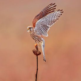 a female kestrel falcon (Falco tinnunculus) in flight taking off from a sunflower by Mario Plechaty Photography