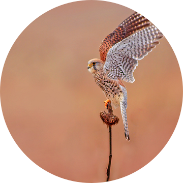een vrouwelijke torenvalk (Falco tinnunculus) tijdens de vlucht opstijgend van een zonnebloem